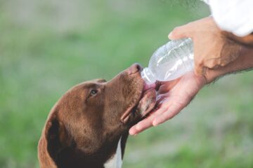 A brown and white dog drinking water from a water bottle